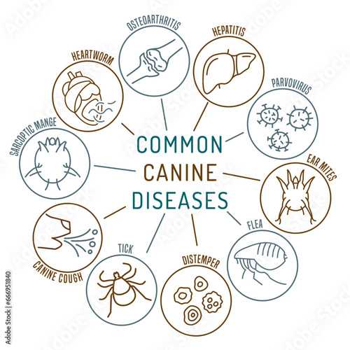 Common canine diseases. Informative infographics. Vector illustration