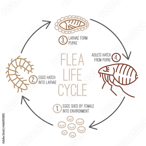 Flea life cycle. Four stages. Vector illustration