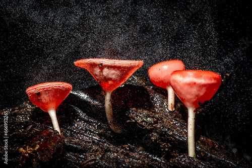 Red Cup Fungi and The Drizzle, Selective Focus