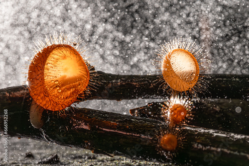 Cup fungi which may be found in Thailand, Selective Focus photo