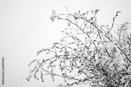 snowy branches at winter
