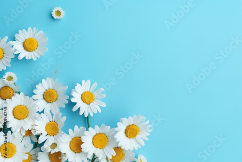 Flowers composition, Chamomile flowers on pastel blue background, Spring, summer concept, Flat lay, top view, copy space, aesthetic look