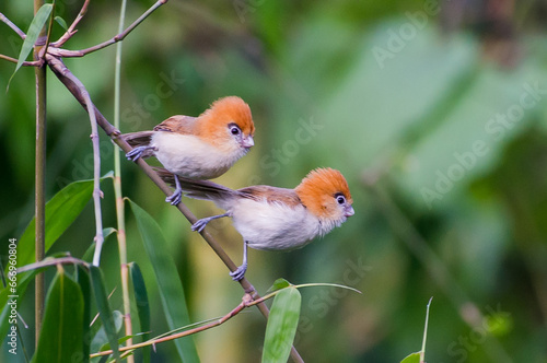 Pale-billed Parrotbill 
(Lesser Rufous-headed Parrotbill)

This adorable birds found in North-east India photo