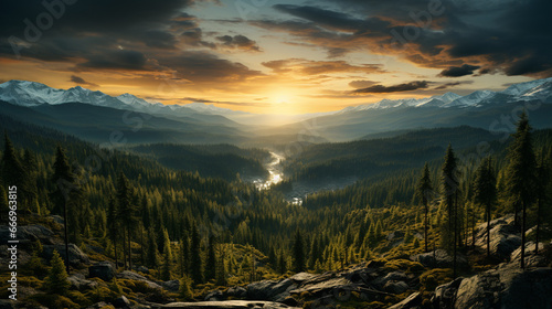 Aerial view of beautiful green forest at sunset.