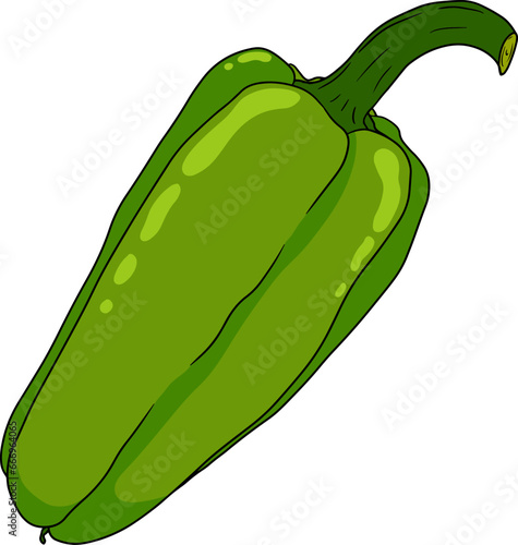 Hand drawn colored illustration of different types of pepper. Bell sweet peppers, paprika. Vegetables painted on white background. Vector sketch food.