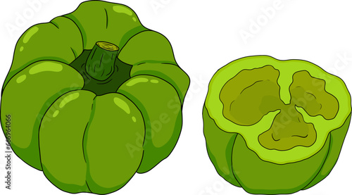 Hand drawn colored illustration of different types of pepper. Bell sweet peppers, paprika. Vegetables painted on white background. Vector sketch food.