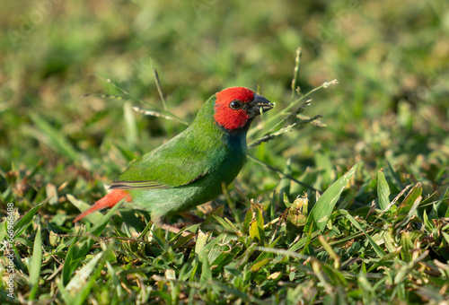 The diminutive colourful parrot-finch feeding photo