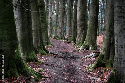 footpath between the trees