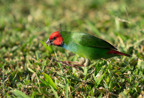 Bilde på lerret The diminutive colourful parrot-finch feeding