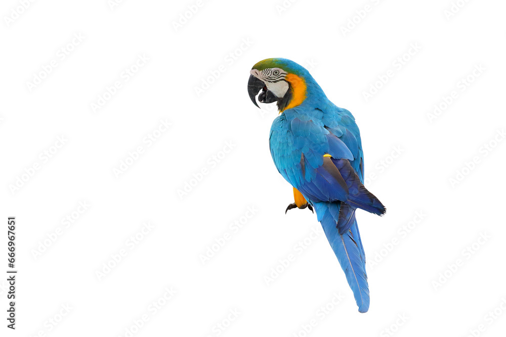 Colorful parrot standing isolated on transparent background png file