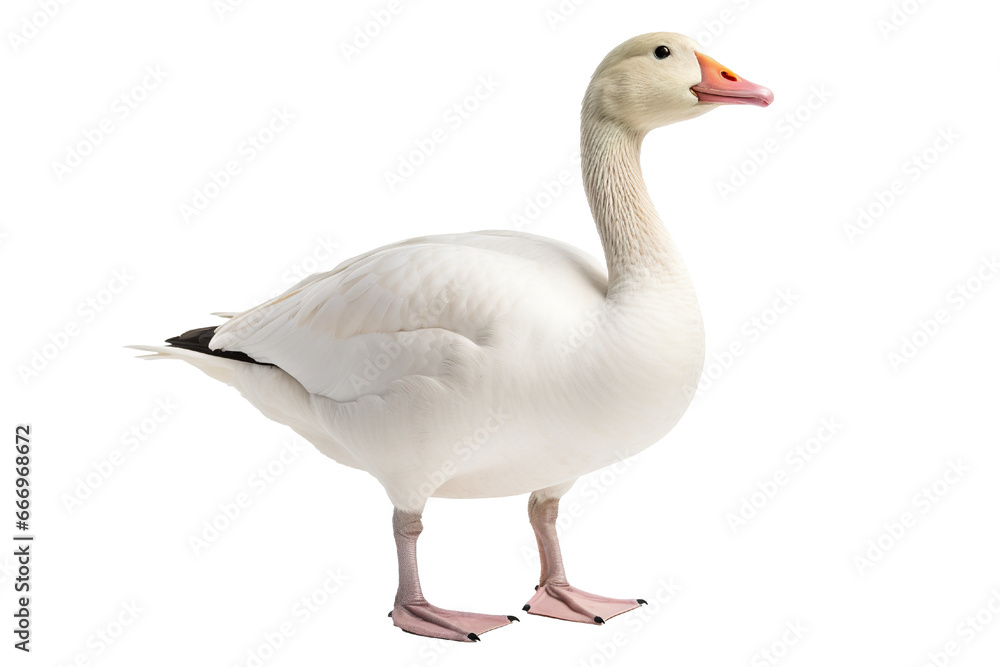 Goose full body white background isolated PNG Goose full body white background isolated PNG