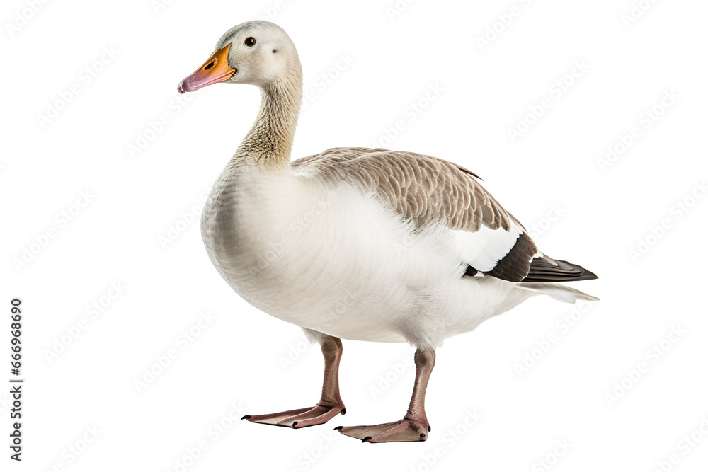 Goose full body white background isolated PNG Goose full body white background isolated PNG
