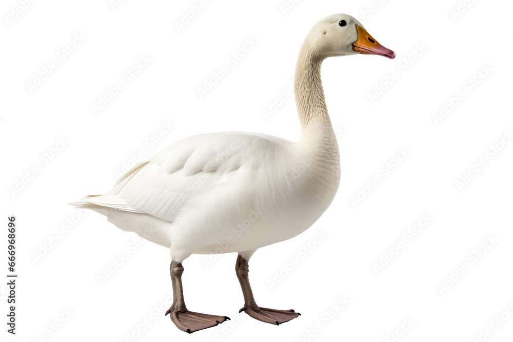 Goose full body white background isolated PNG Goose full body white background isolated PNG