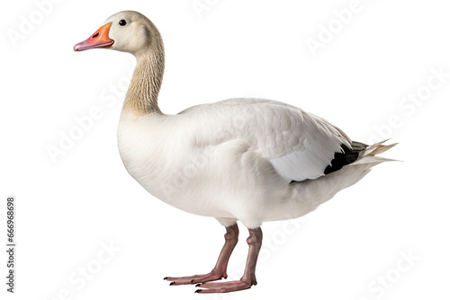 Goose full body white background isolated PNG