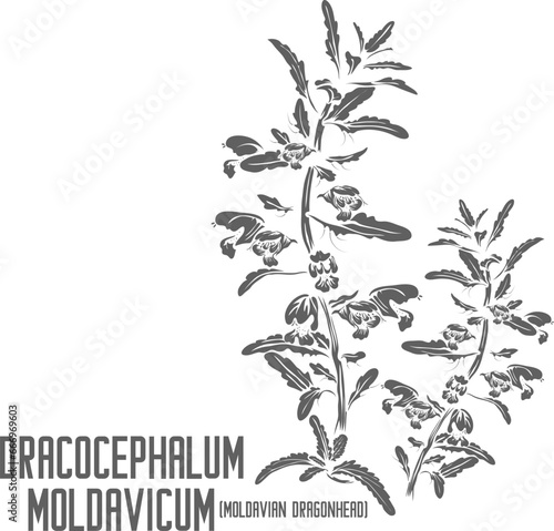 Moldavian Balm, Dragonhead flowers and leafs vector silhouette. Medicinal Dracocephalum moldavicum plant outline. Set of Moldavian dragonhead in Line. Contour drawing of medicinal herbs