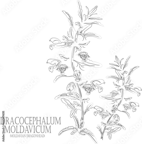 Moldavian Balm, Dragonhead flowers and leafs vector contour. Medicinal Dracocephalum moldavicum plant outline. Set of  Moldavian dragonhead for pharmaceuticals. Contour drawing of medicinal herbs