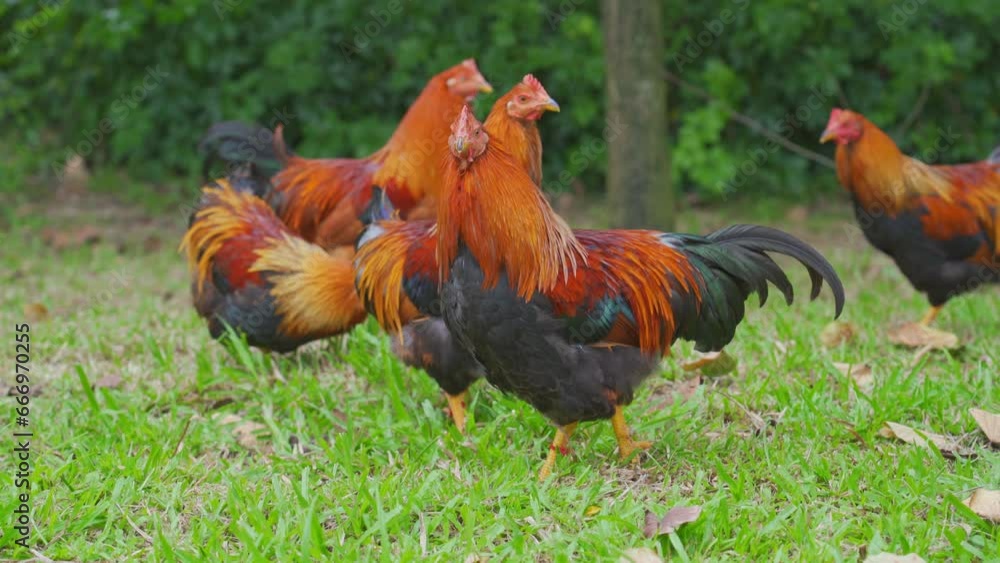 Free-range chickens, roosters in rural fields Free-range chickens, roosters in rural fields
