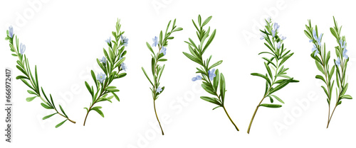 Rosemary branch with flower in watercolor  botanical vector collection on a transparent background