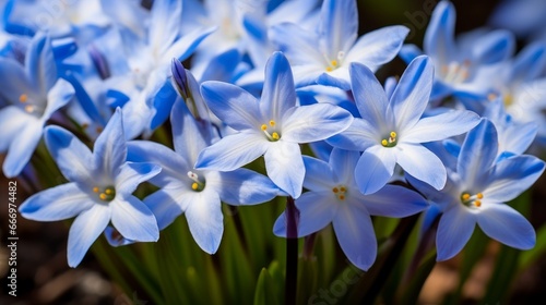 An up-close capture of the first blossoms of spring, showcasing the 'Maksi' variety of Glory of the Snow (Chionodoxa sardensis). These vibrant flowers feature multiple star-shaped photo