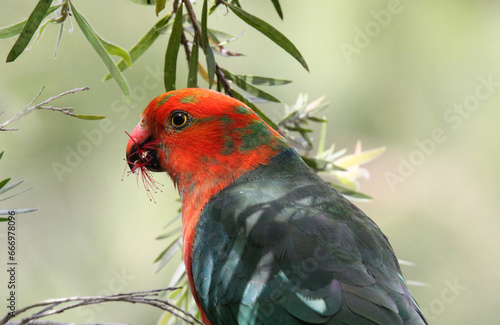 Fotografía Juvenile Australian king parrot bird eating a bottlebrush callistemon flower