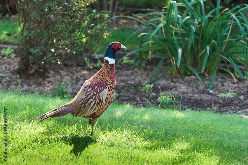 Common Pheasant, Phasianus colchicus walking across a garden in East Grinstead Common Pheasant, Phasianus colchicus walking across a garden in East Grinstead