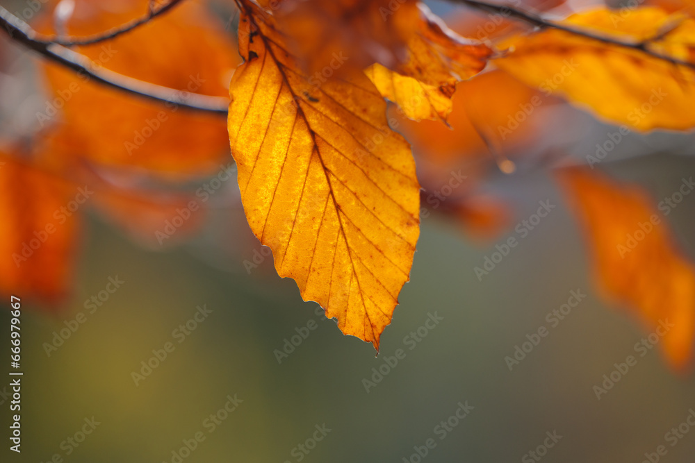 Autumn Leaves Closeup with Blurred Background Autumn Leaves Closeup with Blurred Background