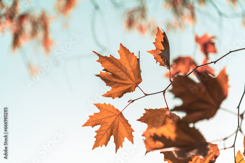 Bilde på lerret Yellowed leaves of plane tree in front of blue sunny sky in autumn