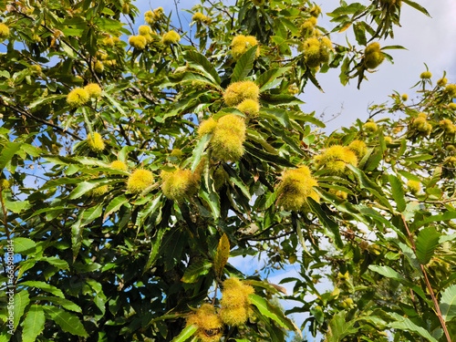 Castanheiro com ouriços em fase de crescimento a meio de folhas e galhos photo