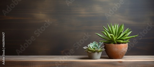 Pot with succulent on vintage shelf