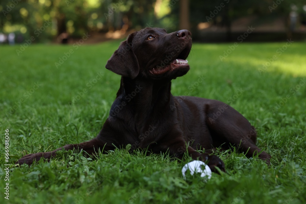Adorable Labrador Retriever dog with ball on green grass in park Adorable Labrador Retriever dog with ball on green grass in park