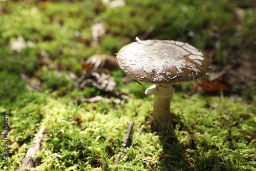 One poisonous mushroom growing in forest, closeup. Space for text