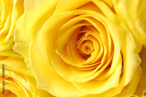 Beautiful yellow roses as background, macro view