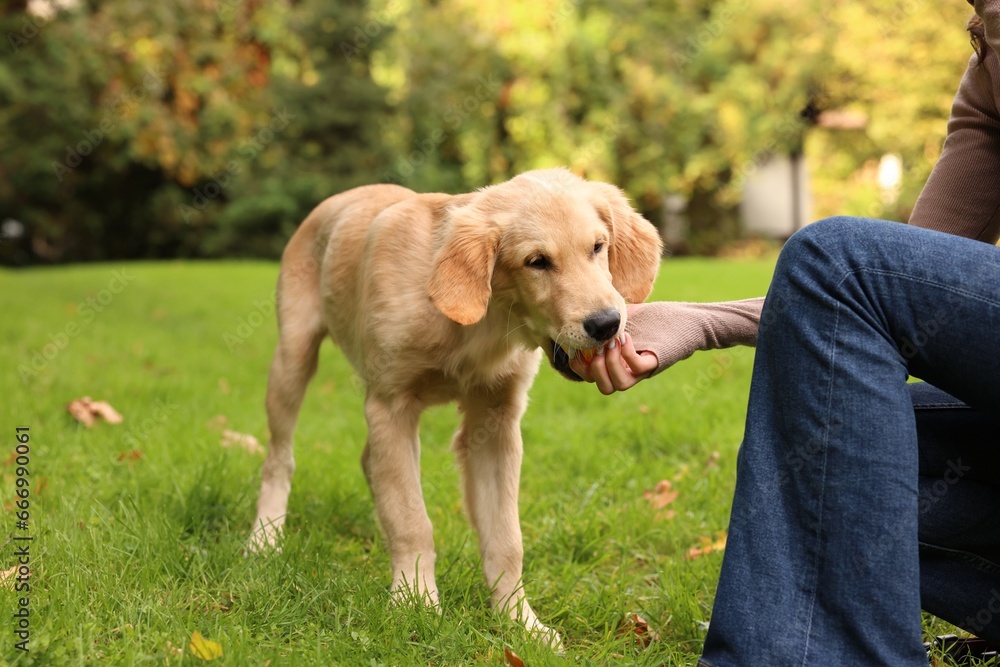 Woman playing with adorable Labrador Retriever puppy on green grass in park, closeup Woman playing with adorable Labrador Retriever puppy on green grass in park, closeup