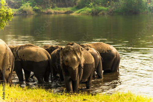 Canvas Print Herd of Asian elephants doing bathing in river