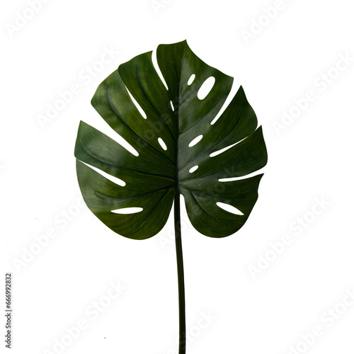 Close up of Monstera deliciosa leaf, isolated on white background. Real photography on the white colour bacground.