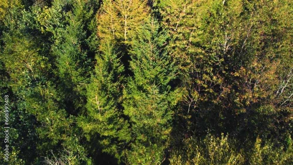 Aerial view 4k deciduous trees, alpine forest and woodland trees in autumn, winter, in Rutland England.