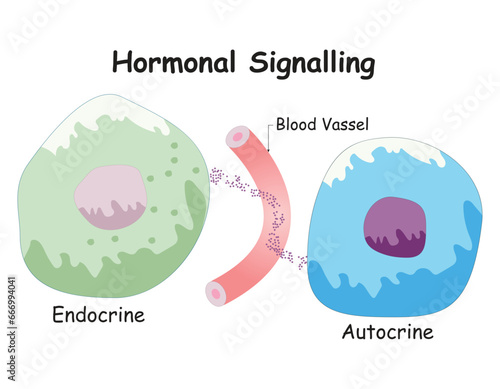 Hormonal Signalling Science Design Vector Illustration