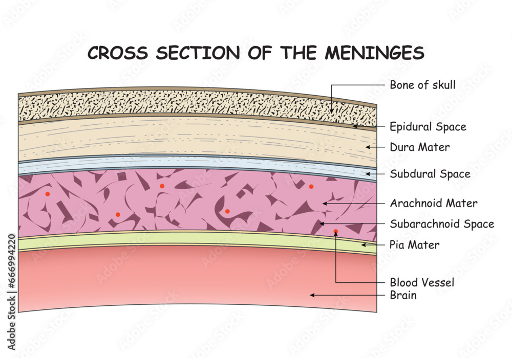 Cross Section of the Meninges Design Vector Illustration Diagram Stock ...