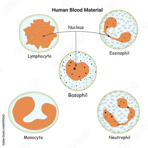Human Blood Material Vector Design Diagram Illustration