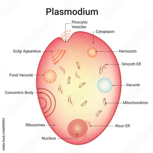 Plasmodium Science Design Vector Illustration
