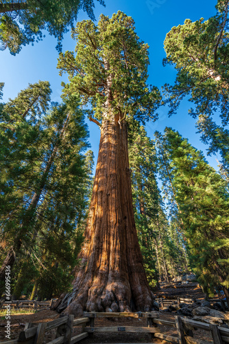 The giant sequoia called General Sherman tree, the biggest tree by volume in the world in Sequioia national park. © Ondrej Bucek