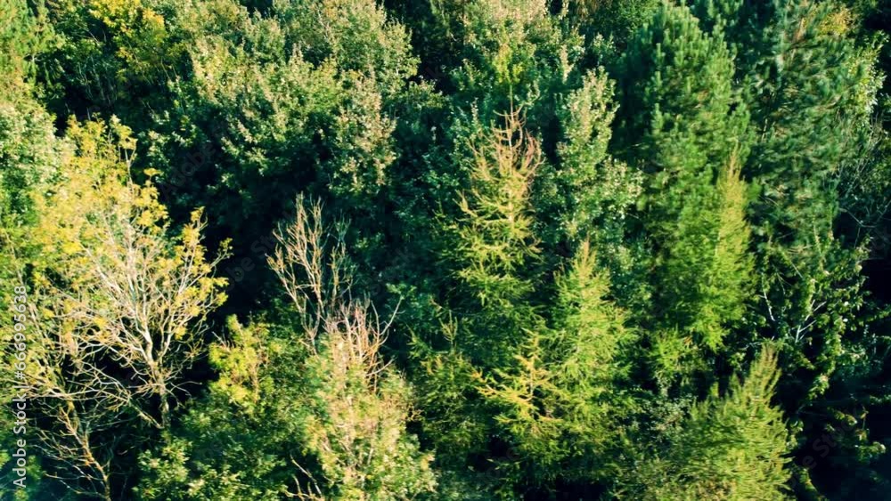Aerial view 4k deciduous trees, alpine forest and woodland trees in autumn, winter, in Rutland England. Aerial view 4k deciduous trees, alpine forest and woodland trees in autumn, winter, in Rutland England.