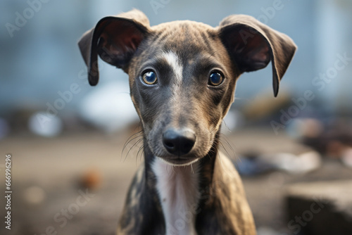 curious greyhound puppy standing and looking forward, aesthetic look