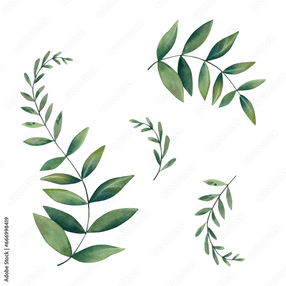 A set of branches with leaves. Forest fern. Watercolor illustration. The plants are green. A set of branches with leaves. Forest fern. Watercolor illustration. The plants are green.