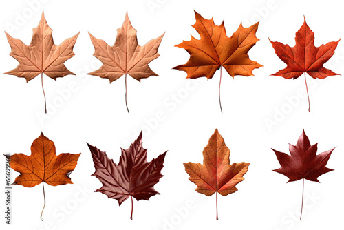 Set of Dry maple leaves illustration isolated on a white or transparent background, PNG.