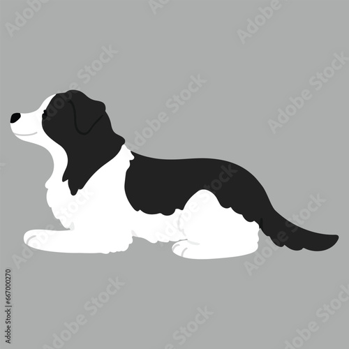 Simple and adorable Border Collie lying down flat colored