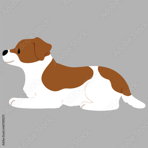 Simple and cute illustration of Jack Russell Terrier lying down flat colored