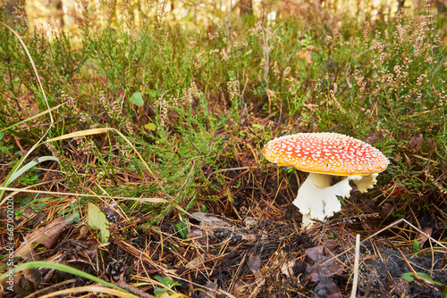 muchomor czerwony, Amanita muscaria (L.) Lam.