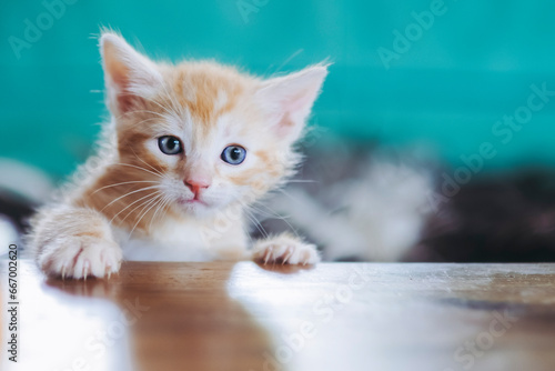 Portrait d'un mignon petit bébé chaton tigré roux à la maison photo