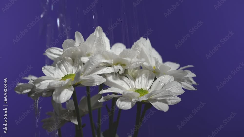 White chamomile on a blue background 4K